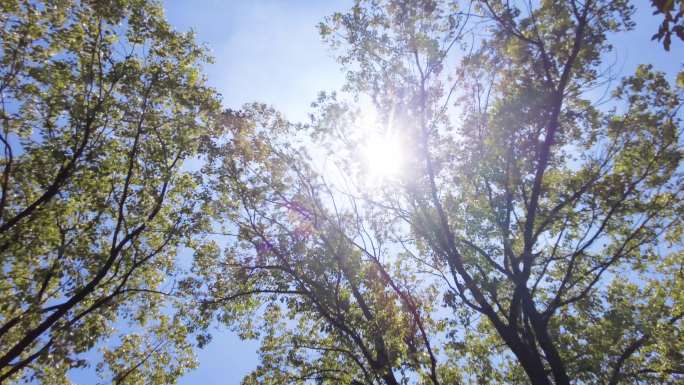 夏天阳光穿过树林树叶子自然风景视频素材3