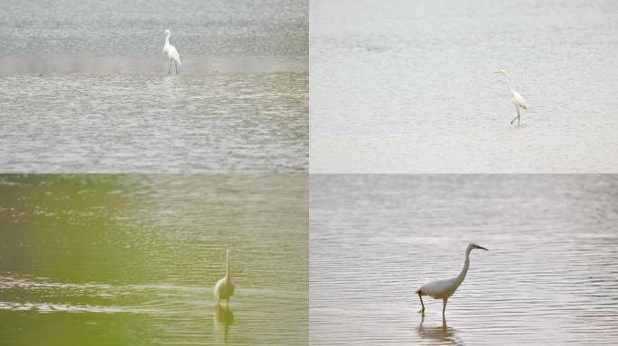 生态、白鹭、水域、湖泊、湿地