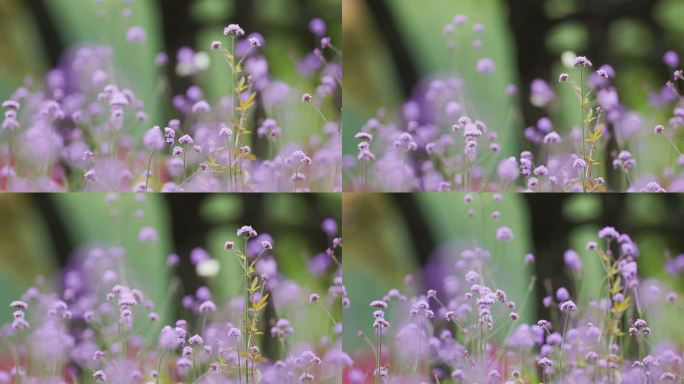 公园里的花草特写