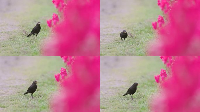 公园里的花草特写