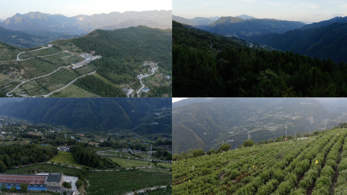 三峡秭归昭君茶园、高山茶园航拍4k30p