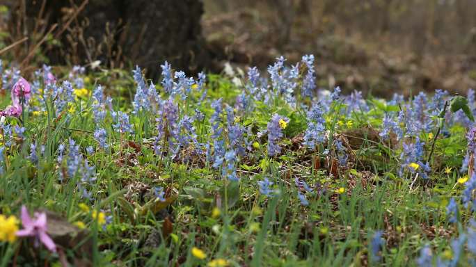 东北春天高山花海