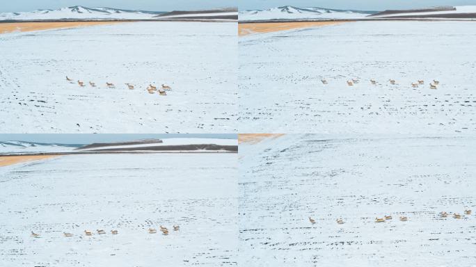 大兴安岭狍子奔跑矮鹿野生动物冬天
