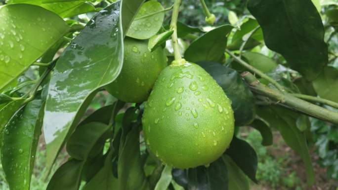 雨天雨淋柚子树下雨绿树叶青果期雨淋柚果树