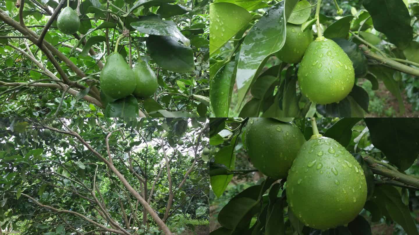 雨天雨淋柚子树下雨绿树叶青果期雨淋柚果树