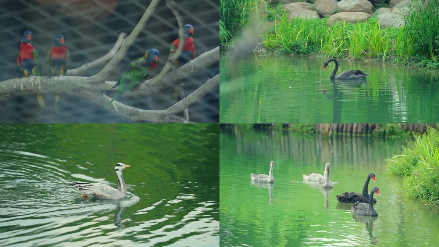 4K 武汉动物园 鸟类 鹦鹉 动物