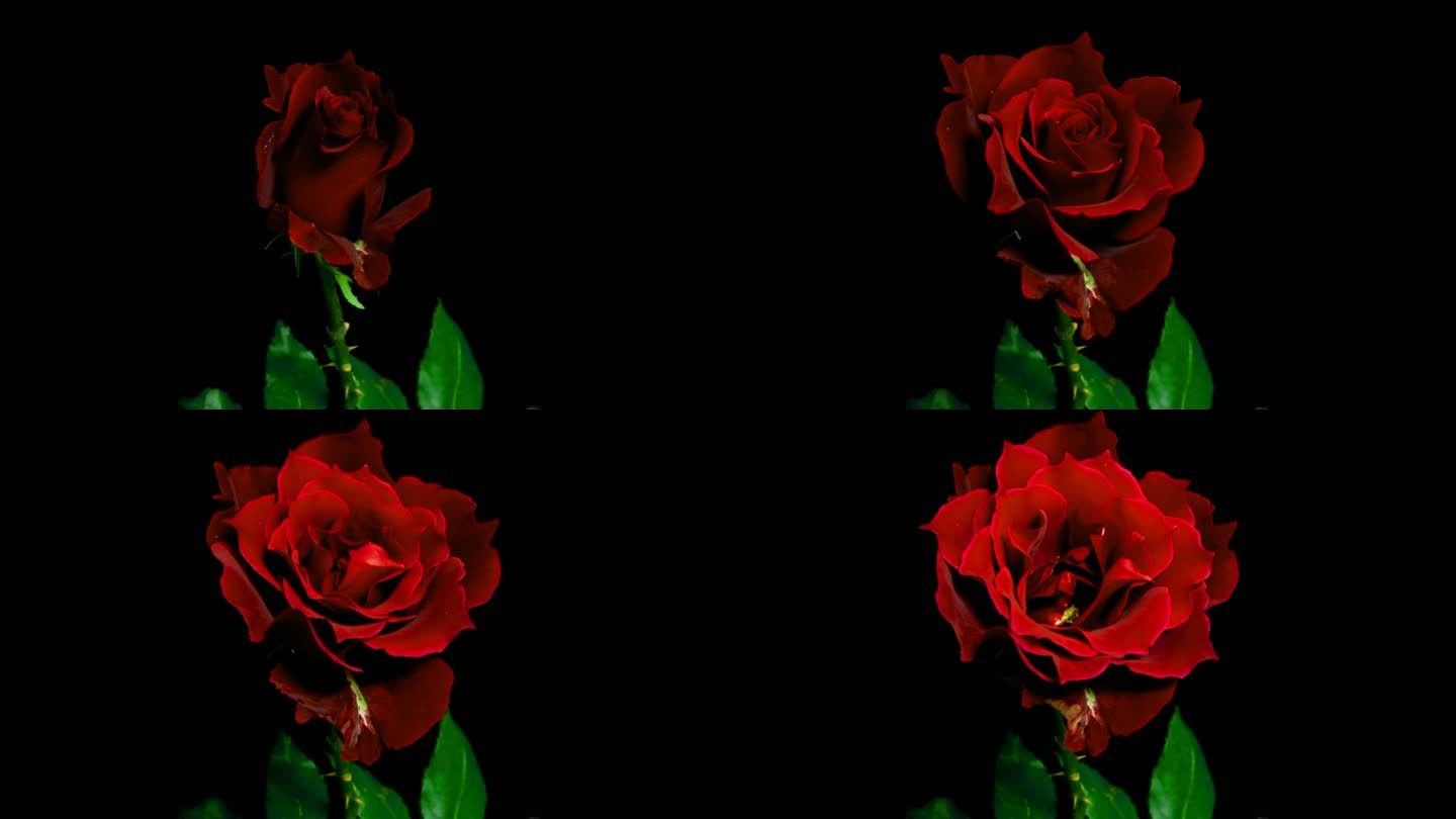 红玫瑰在时间流逝中慢慢开放