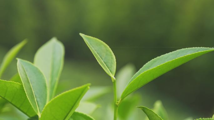 茶叶 茶山 茶园 红茶 绿茶 春茶