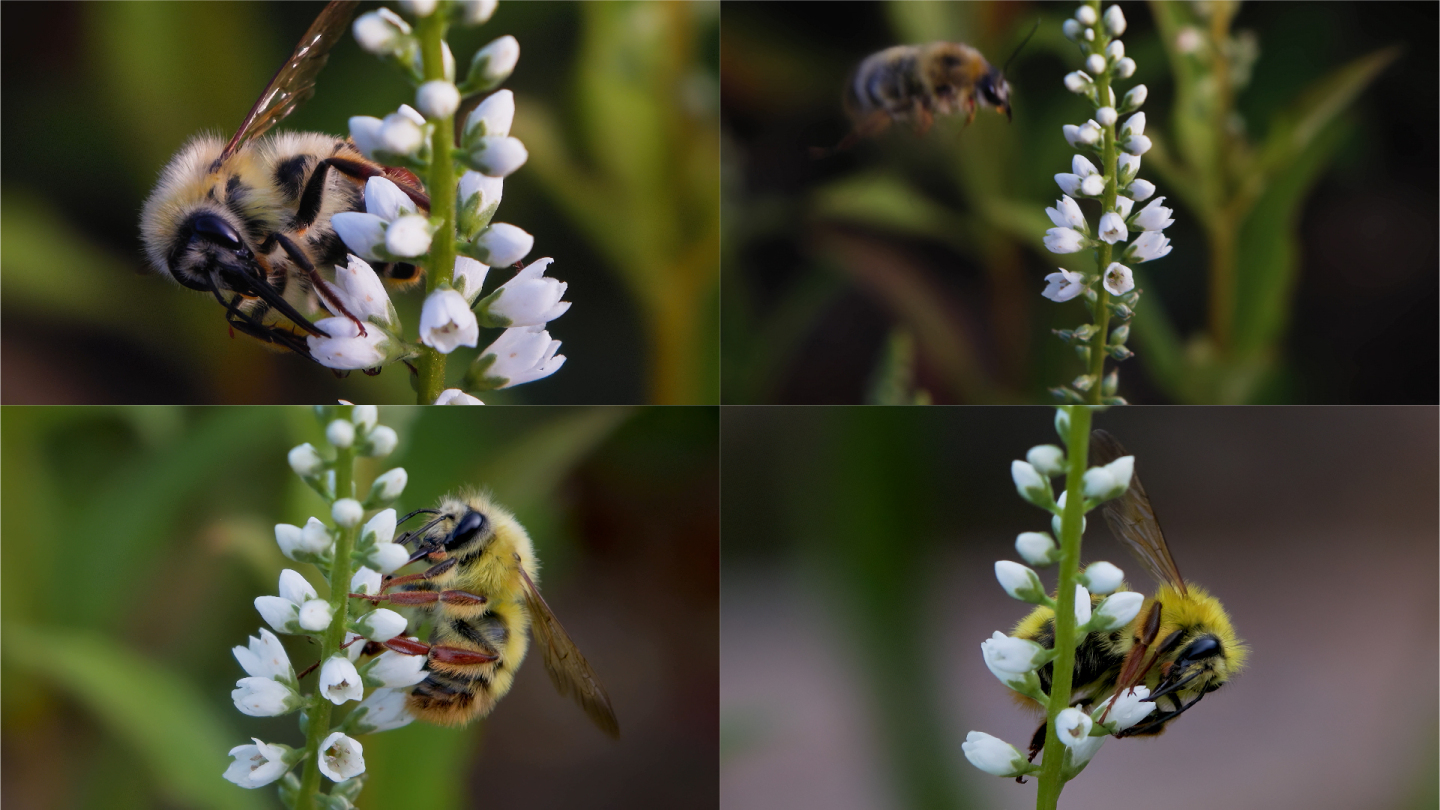 大黄蜂采蜜野花，微距升格特写