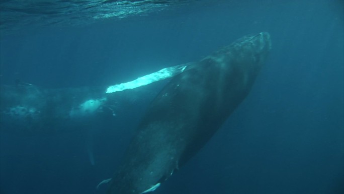 在汤加，鲸鱼游近水面
