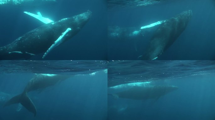 在汤加，鲸鱼游近水面