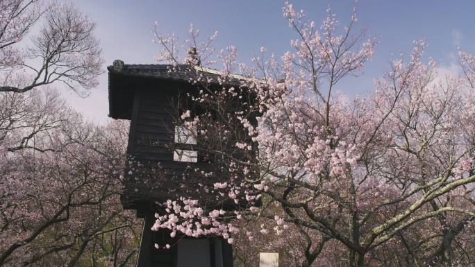 樱花在高渡城堡遗址