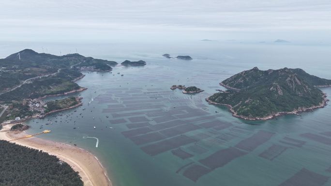 紫菜养殖大面积紫菜海边紫菜养殖基地