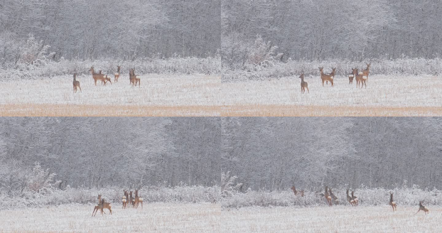 大兴安岭狍子矮鹿野生动物冬天下雪