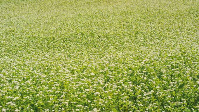 日本北海道Biei的荞麦田