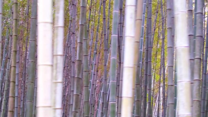 杭州植物园树林竹林特写视频素材40