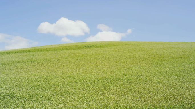 日本北海道Biei的荞麦田