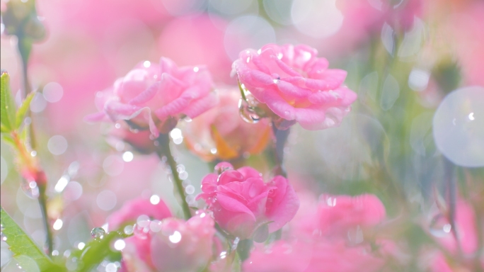 粉红色月季花朵唯美月季花蔷薇花