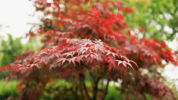 下雨中的红枫叶子升格