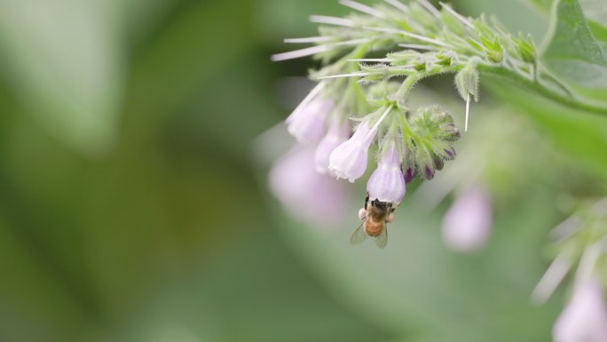 公园里的花草特写