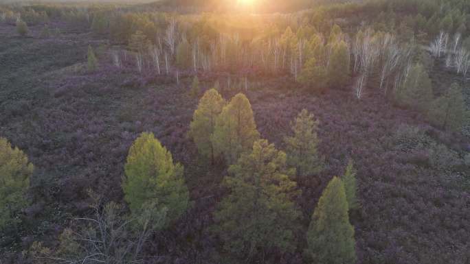 夕阳下的火山熔岩杜鹃树林