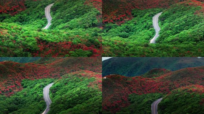 浏阳大围山杜鹃花海航拍