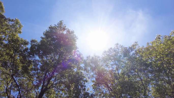 夏天阳光穿过树林树叶子自然风景视频素材4