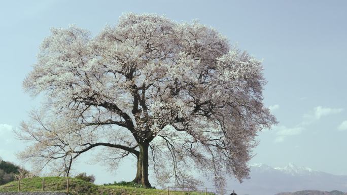 Wanizuka的一棵老樱桃树