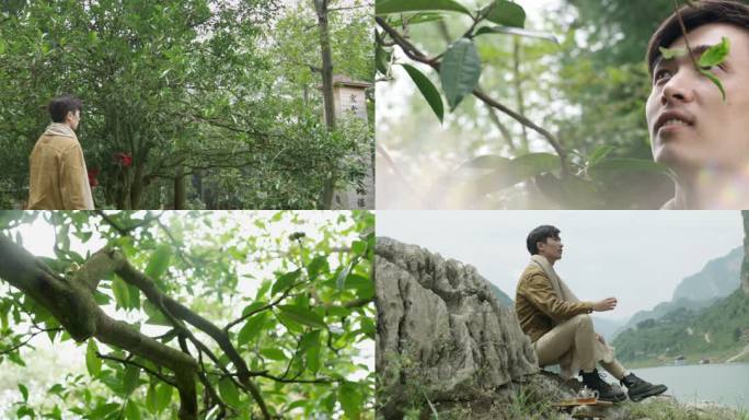 男青年参观古茶树 茶树花 江边喝茶