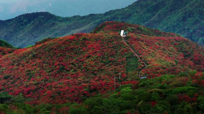 浏阳大围山杜鹃花海航拍