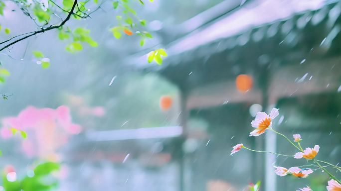 春雨连绵谷雨雨水滋润万物