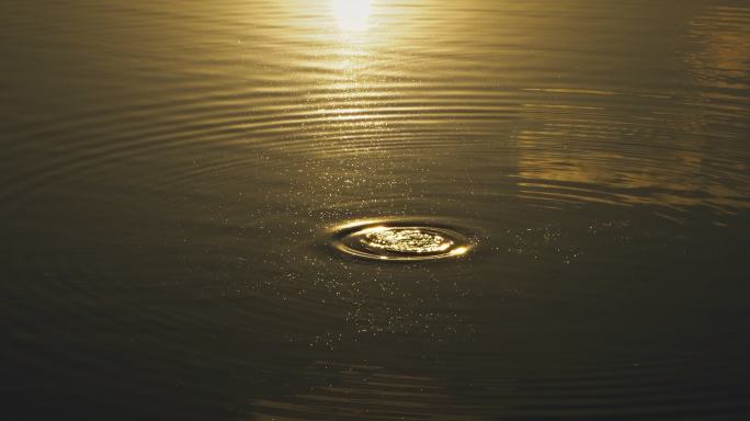 夕阳下鸳鸯在波光粼粼的水面