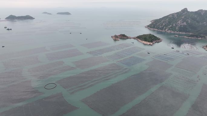 紫菜养殖大面积紫菜海边紫菜养殖基地