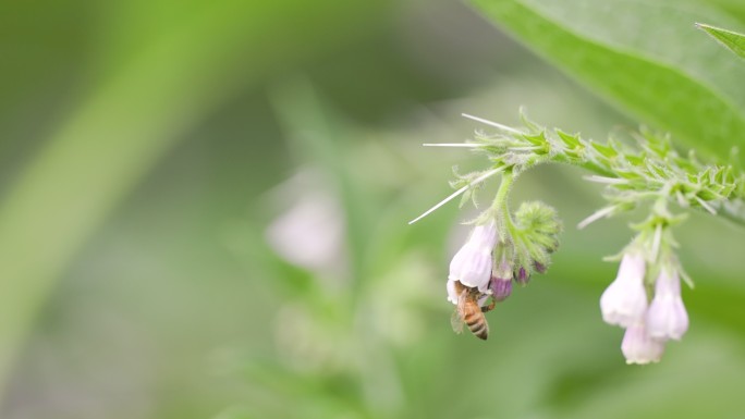 公园里的花草特写