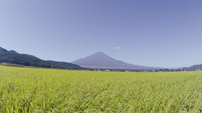 稻田后面的富士山