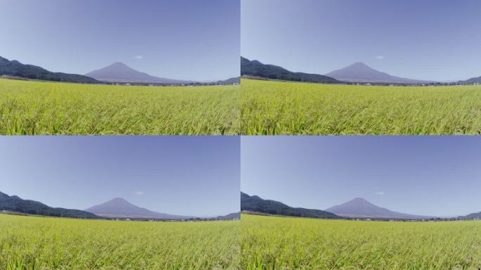 稻田后面的富士山