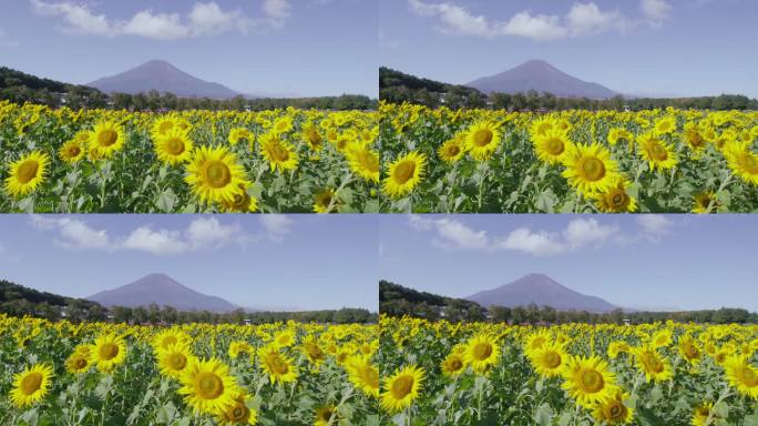 向日葵田后面的富士山