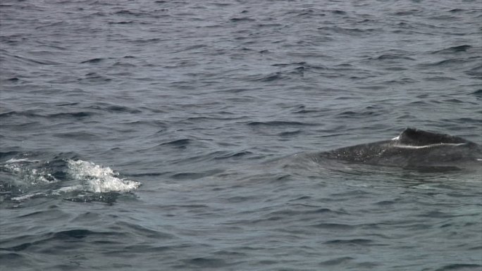 在汤加，鲸鱼用它的吸虫撞击海洋表面