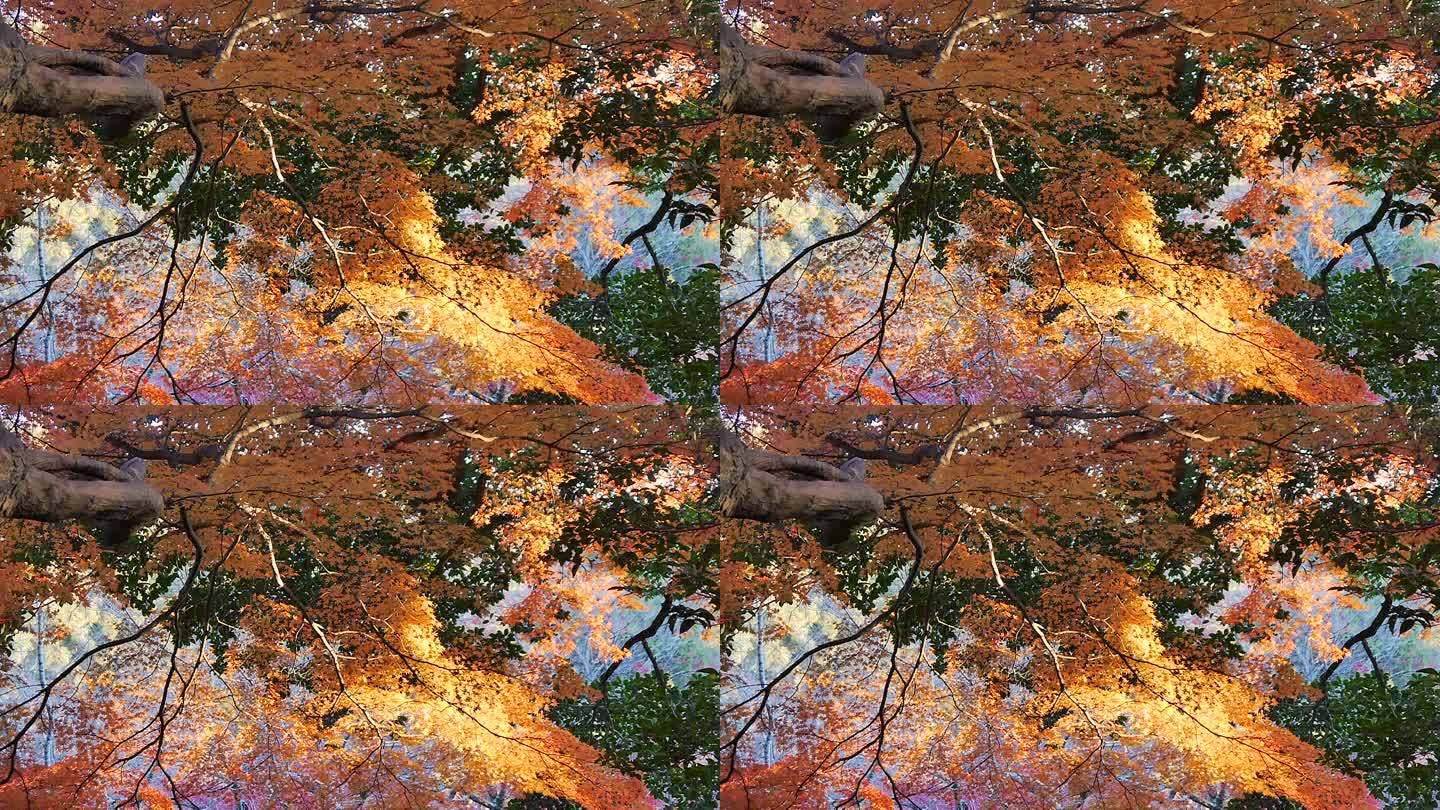 日本京都的秋叶