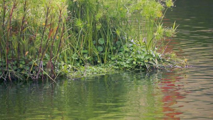 池塘上漂浮的鸭子
