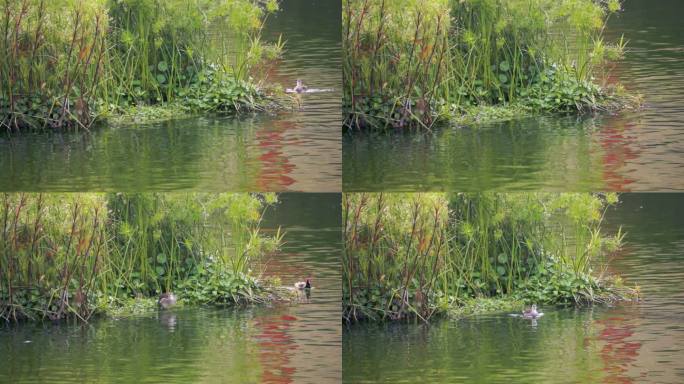 池塘上漂浮的鸭子