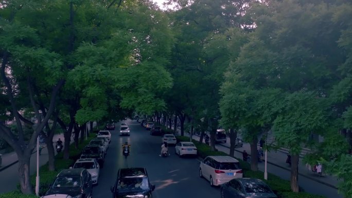 城市树荫下的街道