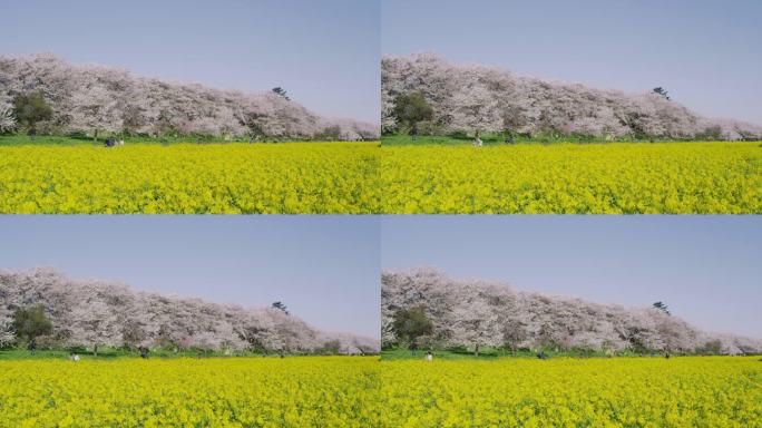 樱花和芥末花