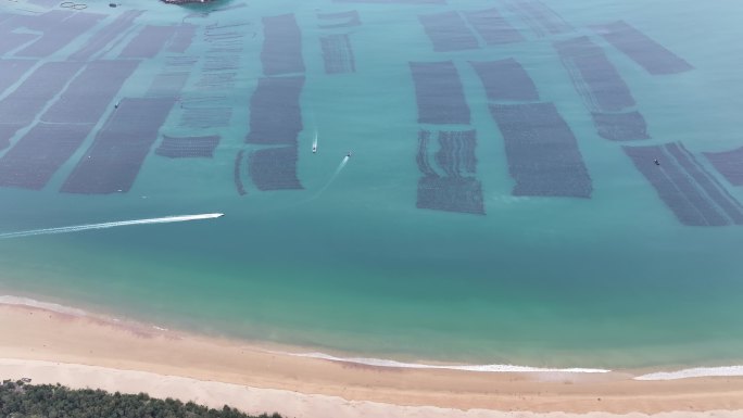 紫菜养殖大面积紫菜海边紫菜养殖基地