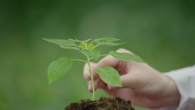 呵护幼苗 保护环境意向镜头