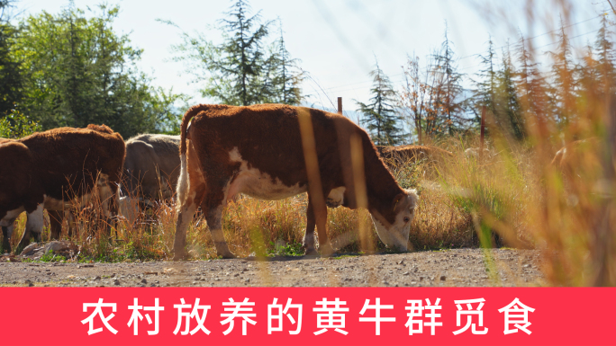 散养的黄牛觅食农村养殖牛群