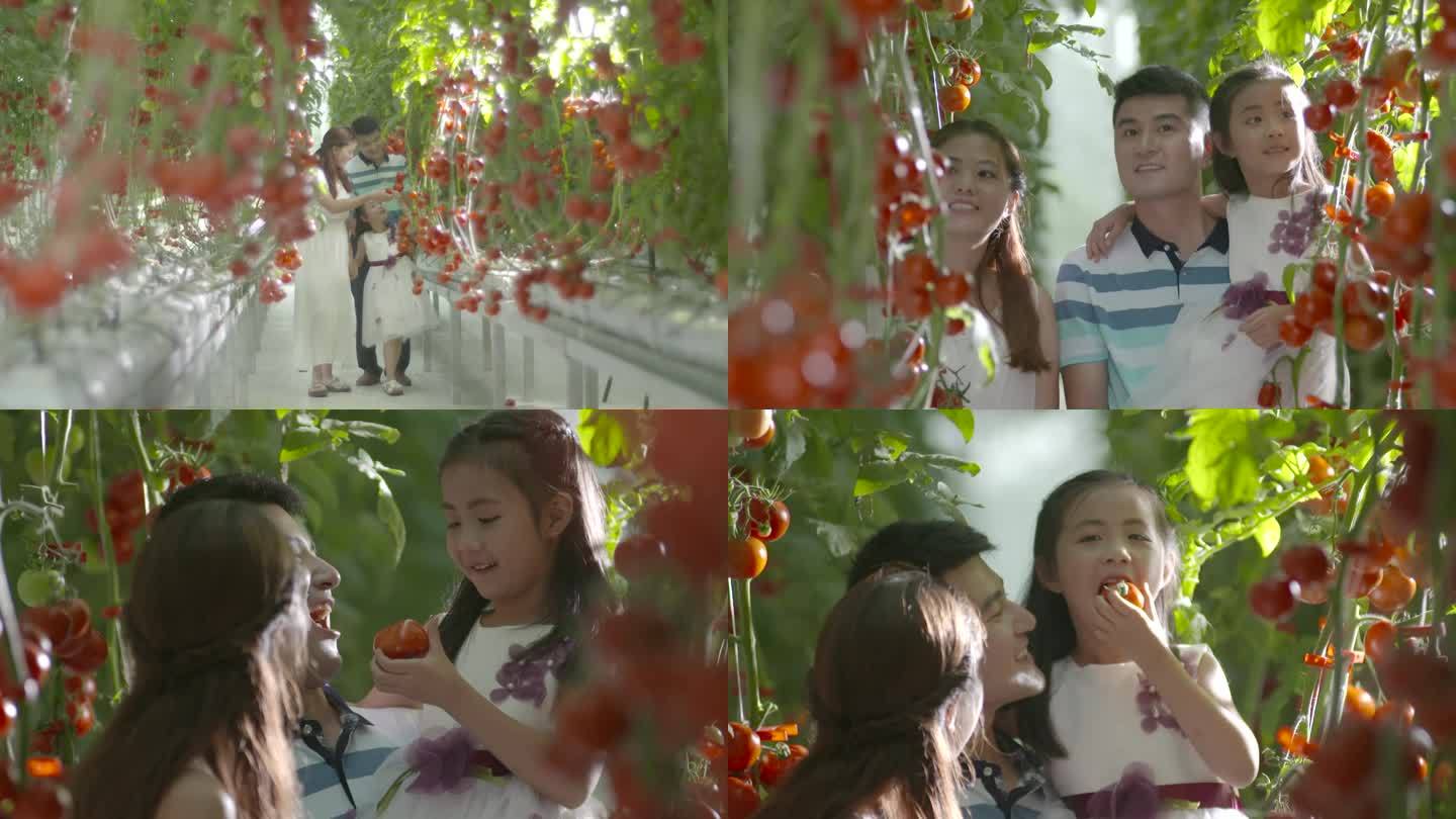 乡村振兴丰收幸福的一家三口参观大棚吃蕃茄