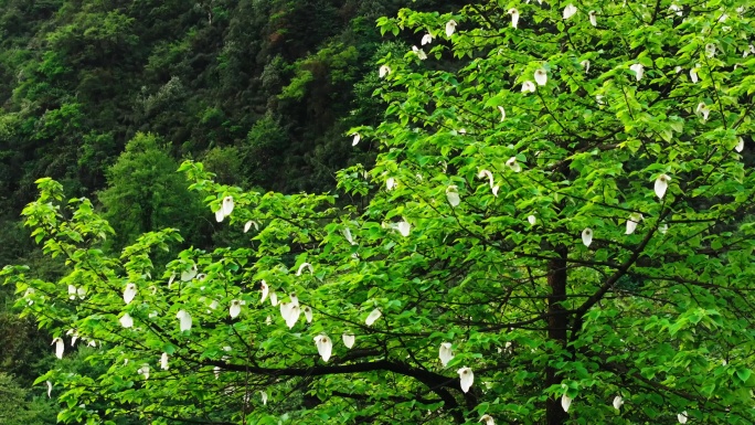 四川森林里的野生珙桐树