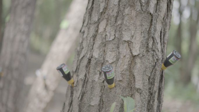 树木打孔注药保护