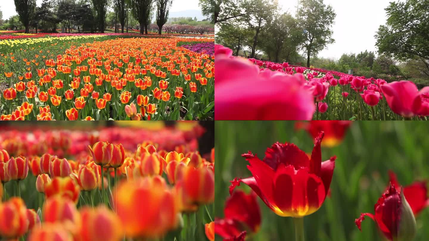 郁金香花海特写